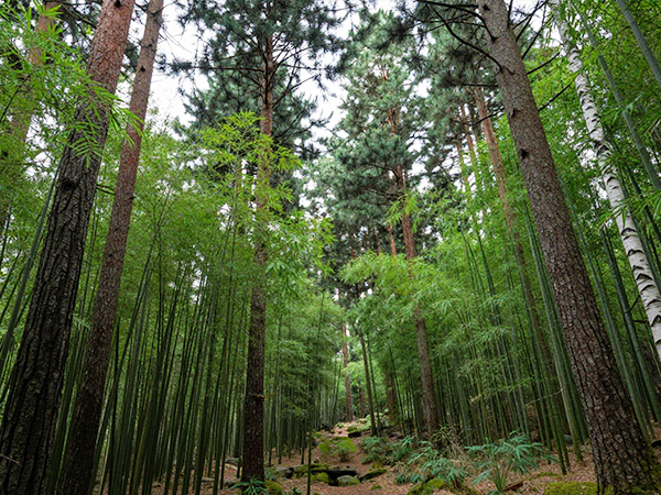 Wood and bamboo species